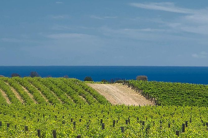 McLaren Vale Winery Small Group Tour with Wine Tasting and Lunch - Pickup, timing, and the coastal warm-up