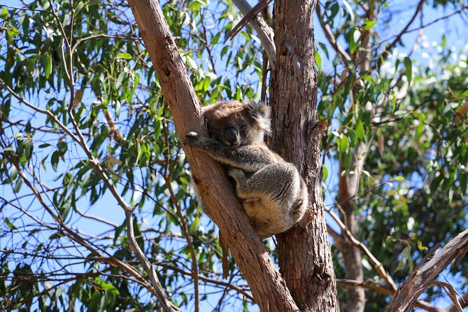Morialta Wilderness and Wildlife Hike - The hike reality check: 6 km, 3 hours, moderate effort