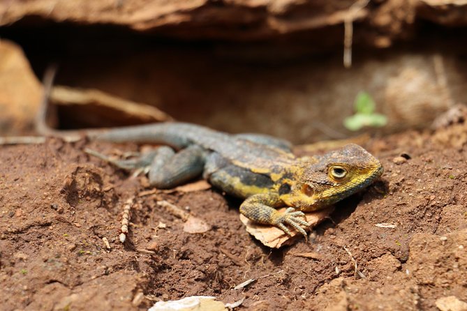 Morialta Wilderness and Wildlife Hike - Stop 1: Morialta Conservation Park and the waterfall trio