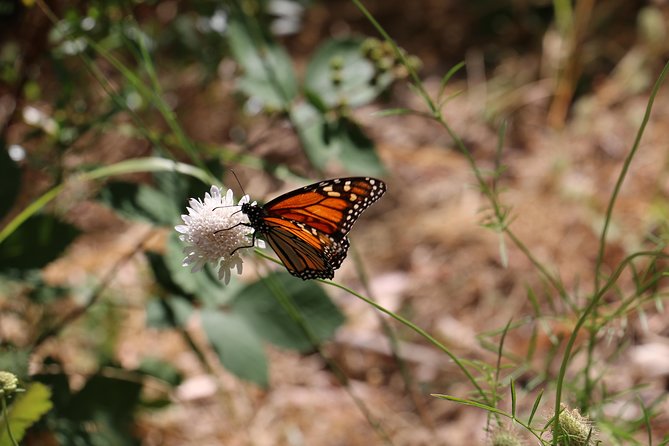 Morialta Wilderness and Wildlife Hike - Fourth Creek wildlife: how your chances actually improve