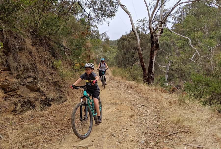Mount Lofty Downhill Bike Tour & Cleland Wildlife Park Visit - Cleland Wildlife Park: koalas, kangaroos, and a break that actually feels in place