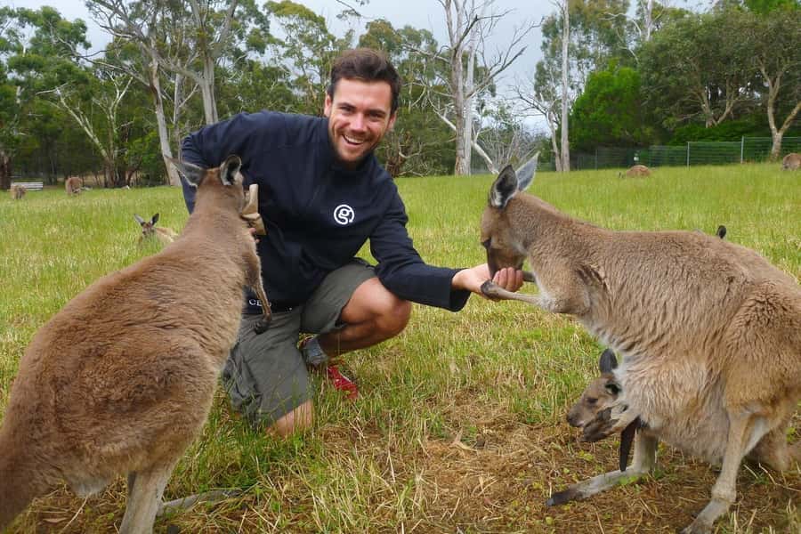 Mount Lofty Downhill Bike Tour & Cleland Wildlife Park Visit - What animals you can realistically expect (and how to spot them)