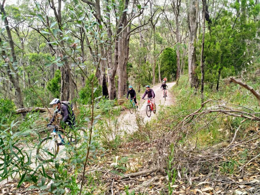 Mount Lofty Downhill Bike Tour & Cleland Wildlife Park Visit - Timing and the 4-hour flow: why it feels full, not rushed