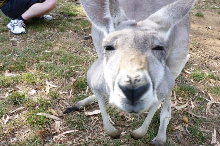 Mount Lofty Downhill Bike Tour & Cleland Wildlife Park Visit - Riding Through Cleland Conservation Park: the downhill part you came for