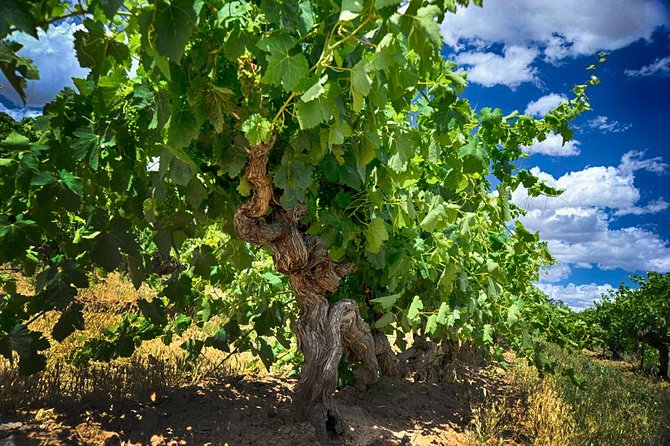 Murray River Day Trip from Adelaide Including Lunch Cruise aboard the Proud Mary - Lunch on Board: Included Value and Real Comfort Checks