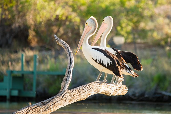 Murray River Day Trip from Adelaide Including Lunch Cruise aboard the Proud Mary - Mannum Free Time and the Mannum Lookout: How to Use Your 1h 50m