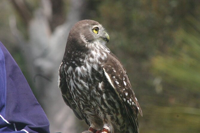Nocturnal Tour of Kangaroo Island - Key highlights worth your attention