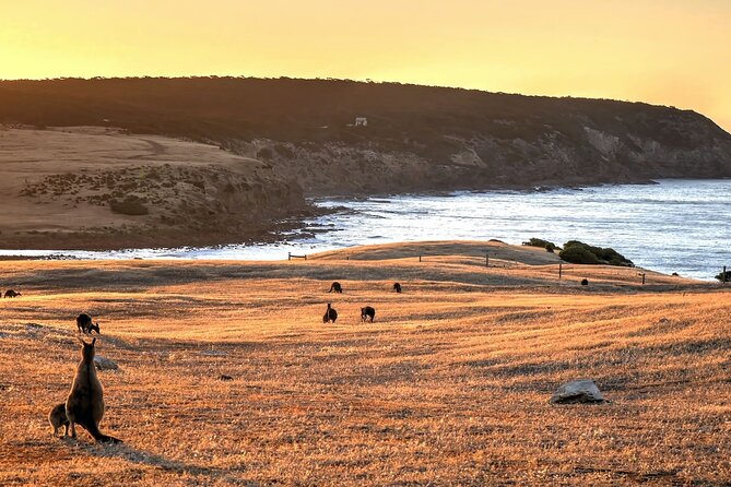 Nocturnal Tour of Kangaroo Island - Stop 1: Kingscote Silo Art sets the search in motion
