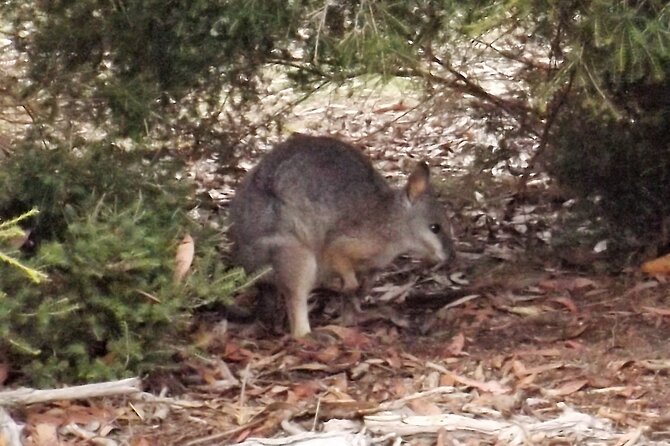 Nocturnal Tour of Kangaroo Island - Stop 2: Emu Bay penguin time—small lights, big payoff