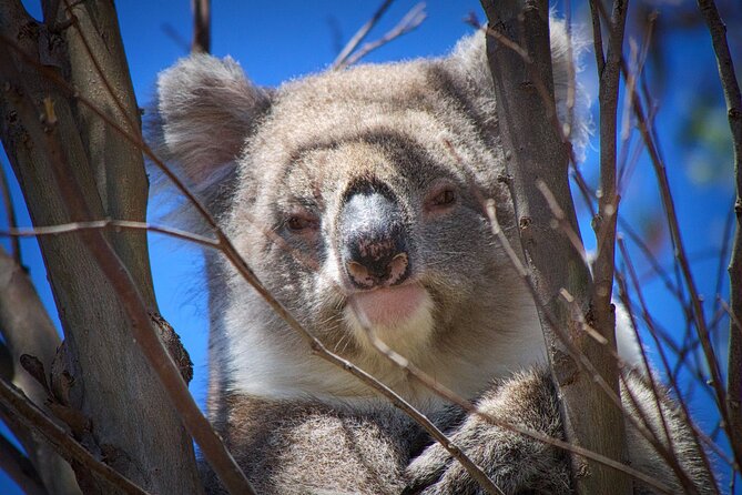 One Day Kangaroo Island Highlights Tour - Flinders Chase National Park: rock formations and the island’s dramatic coastline