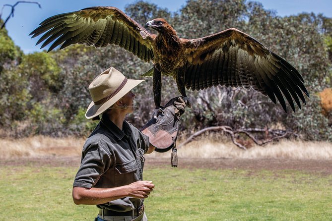 One Day Kangaroo Island Sip & See tour with return ferry transfers from Adelaide - Raptor Domain: the birds of prey show that kicks the day into gear