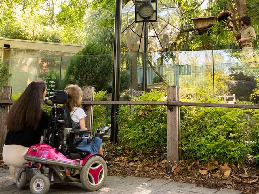 Panda & Friends Tour and a Day at Adelaide Zoo - Key Points I’d Zoom In On