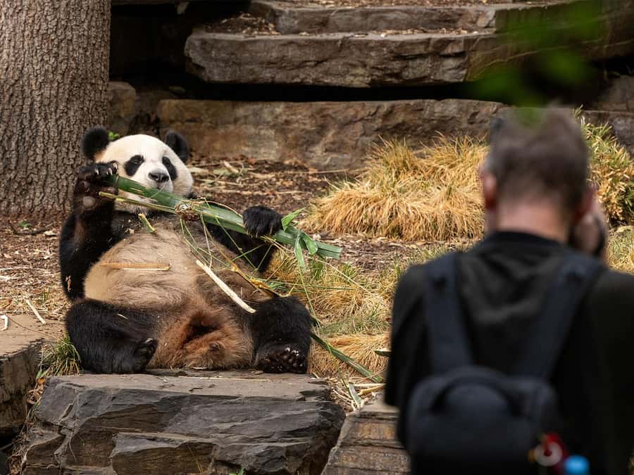 Panda & Friends Tour and a Day at Adelaide Zoo - Before the Public: Why This 2.5-Hour Window Works