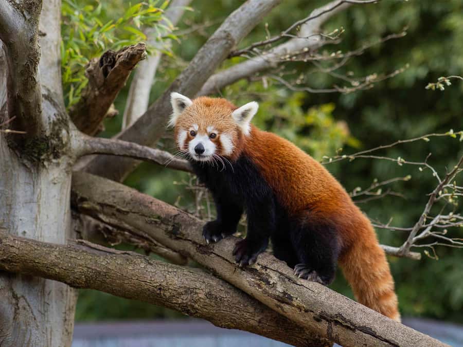 Panda & Friends Tour and a Day at Adelaide Zoo - Red Panda Ravi’s Breakfast in the Treetops