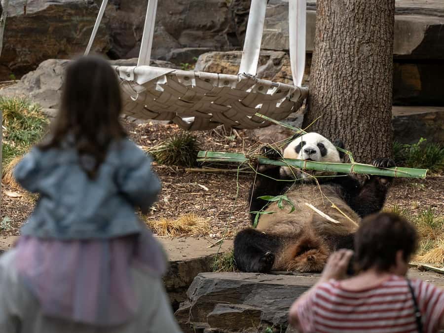Panda & Friends Tour and a Day at Adelaide Zoo - Morning Tea at the Wisteria Café: A Real Break