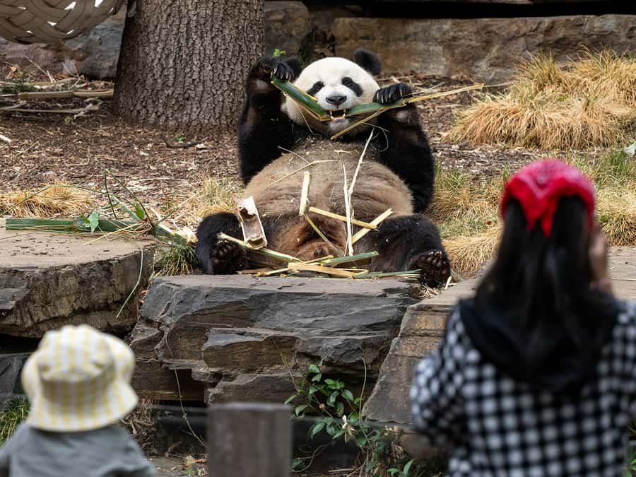 Panda & Friends Tour and a Day at Adelaide Zoo - Zoo Layout and Your Comfort: Shoes, Timing, and Flow