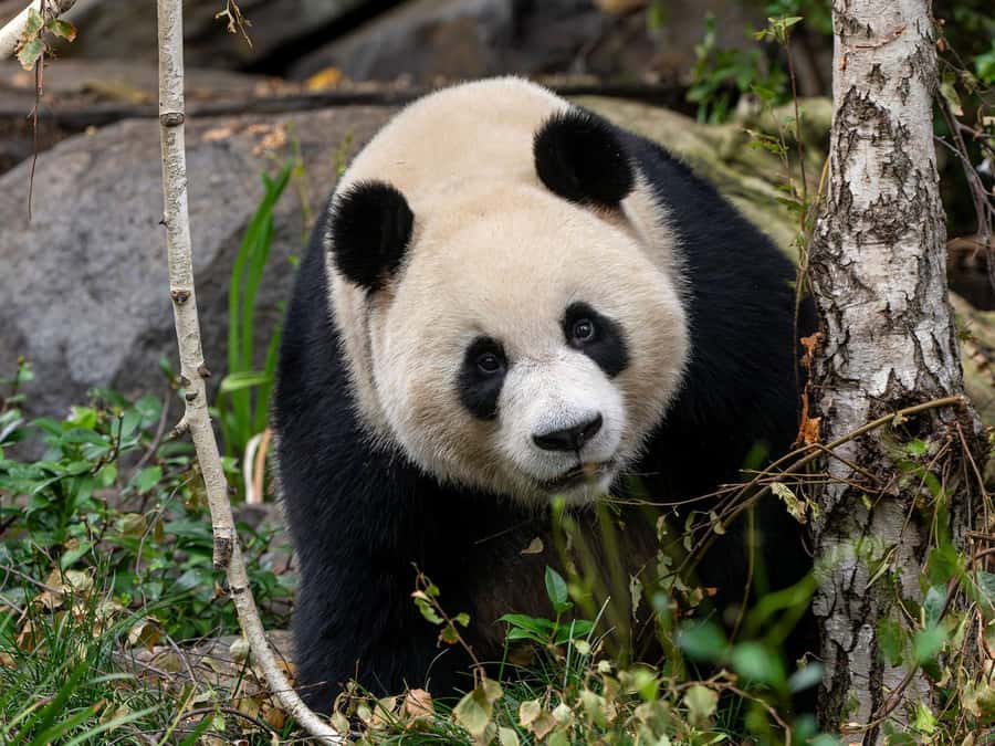 Panda & Friends Tour and a Day at Adelaide Zoo - What This Tour Feels Like in a Small Group