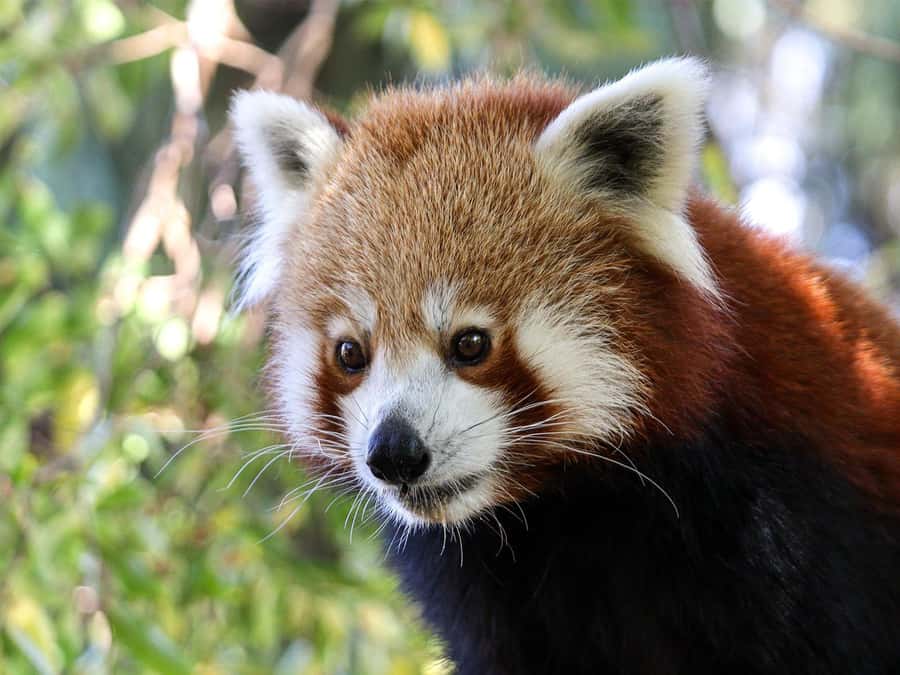 Panda & Friends Tour and a Day at Adelaide Zoo - Who Should Book Panda & Friends (and Who Might Skip It)