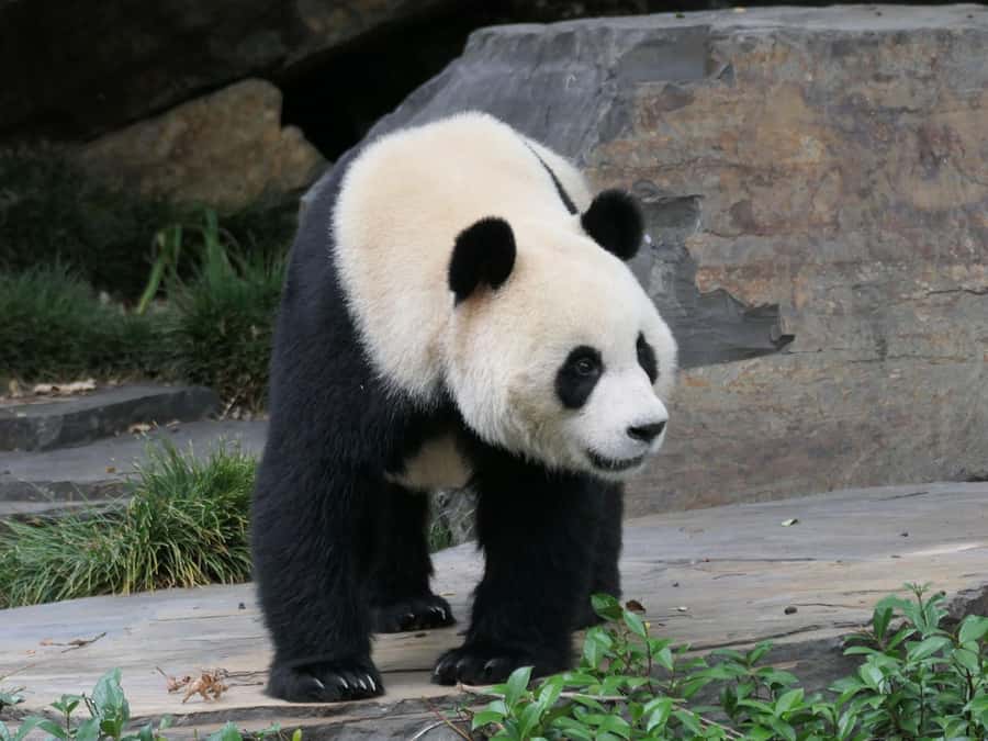 Panda & Friends Tour and a Day at Adelaide Zoo - Giant Pandas, Yi Lan and Xing Qiu: Australia’s Only Ones (Up Close)