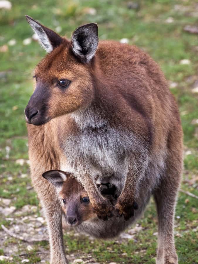 Penneshaw: Shore Excursion Kangaroo Island Scenic Tour - Key Things That Make This Kangaroo Island Shore Tour Worth It