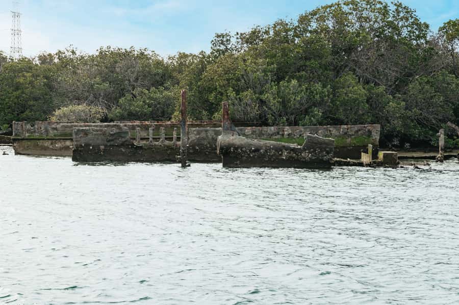 Port Adelaide: Dolphin and Ships Graveyard Cruise - Adelaide Dolphin Sanctuary: your best shot at wild dolphins in the city