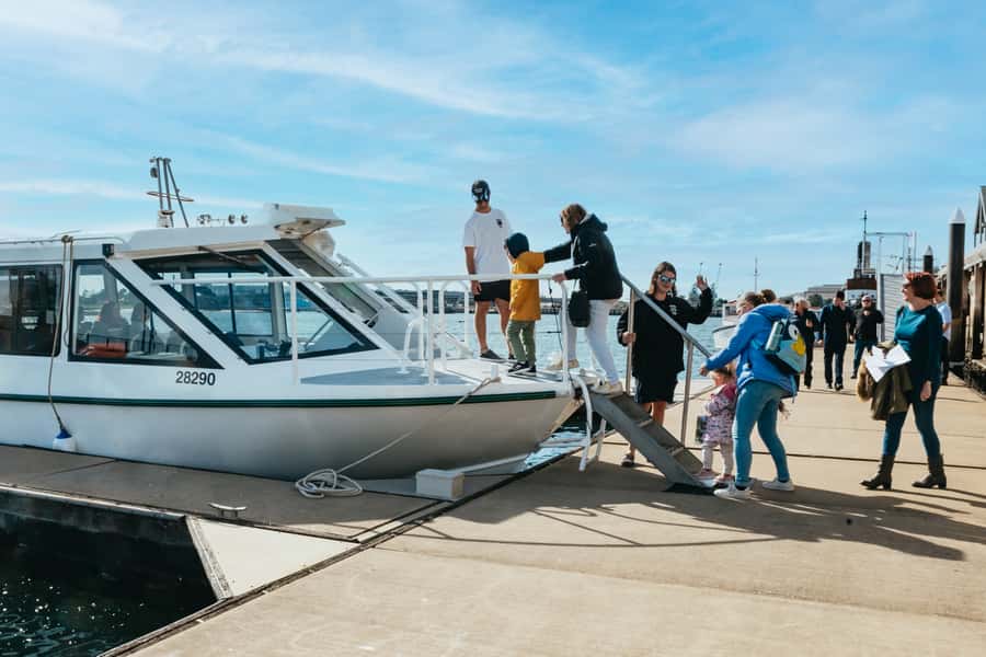 Port Adelaide: Dolphin and Ships Graveyard Cruise - Price and value: $62 for 90 minutes that mixes three experiences