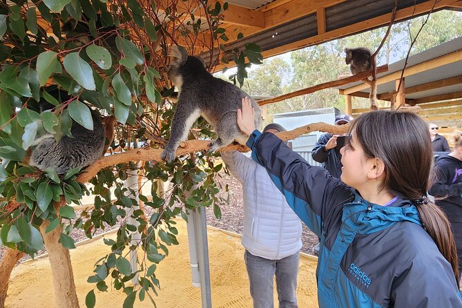 Premium 2 Day Kangaroo Island Minibus Tour from Adelaide - Flinders Chase Visitor Centre and The Rocks Cafe: start the national park day right