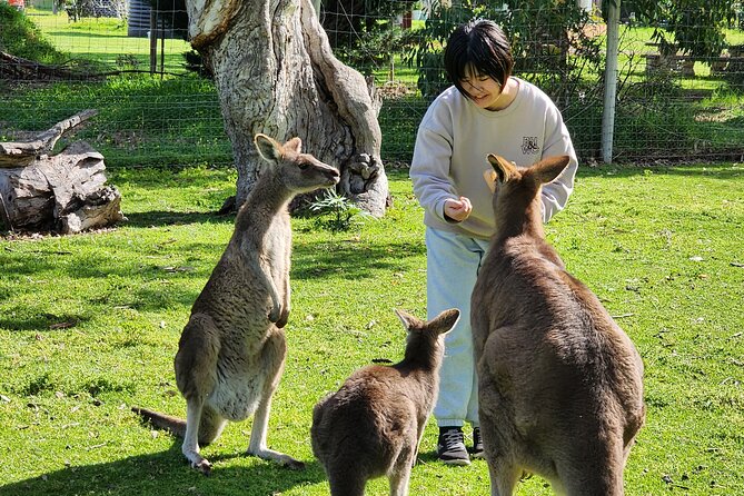 Premium Adelaide Hills Cleland Wildlife and Hahndorf Minibus Tour - Key things to know before you go