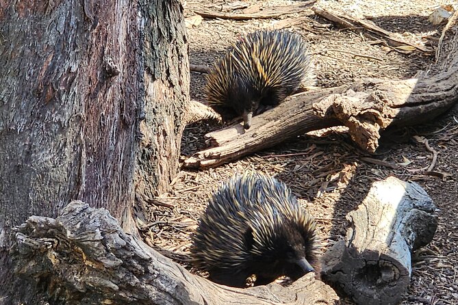 Premium Adelaide Hills Cleland Wildlife and Hahndorf Minibus Tour - Hahndorf free time: lunch, browsing, and doing it your way