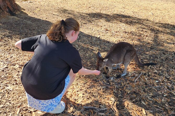 Premium Adelaide Hills Cleland Wildlife and Hahndorf Minibus Tour - The hills drive back: live commentary makes the ride part of the experience
