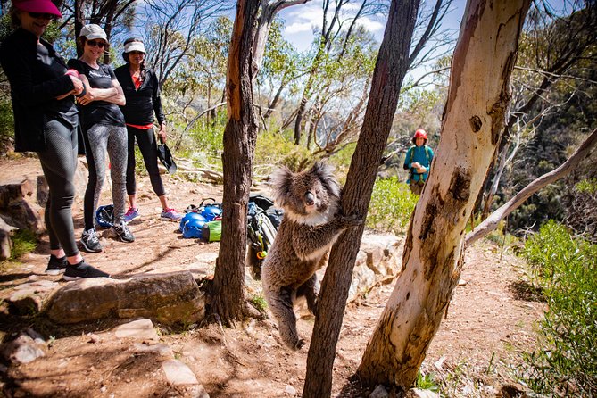 Rock Climbing and Abseiling in Adelaide - The 9:00 am flow: from gear check to your first abseil