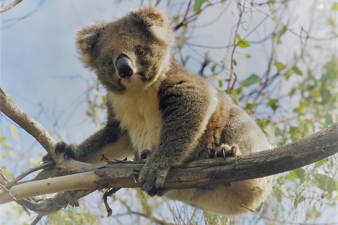Small-Group Buggy Tour at Little Sahara with Guide - Through 500-Year Gum Forests and the Eleanor River (Koalas and Orchids)