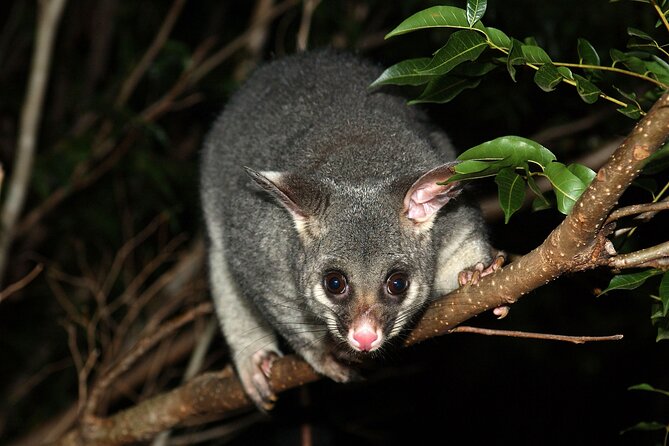 Small Group Kangaroo Island Evening and Night Tour - Bay of Shoals at Night: What the 4WD Safari Really Feels Like