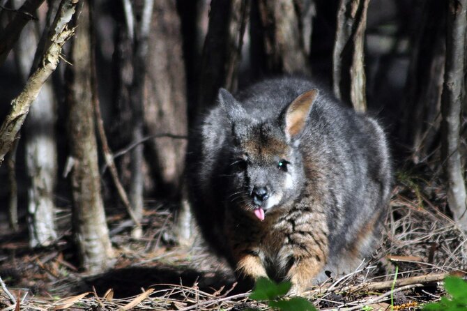 Small Group Kangaroo Island Evening and Night Tour - Practical Tips for a Smooth Night Out