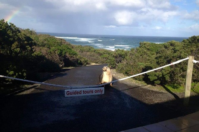Small Group Kangaroo Island Tour - Seal Bay - A full-day 4WD wildlife outing on Kangaroo Island