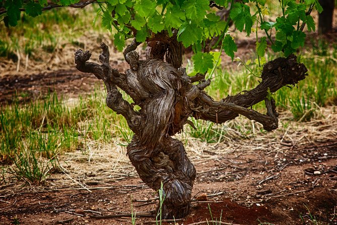 Small Tour Barossa Valley Voyager Tour from Adelaide - Langmeil Winery and the Freedom Shiraz vine planted in 1843