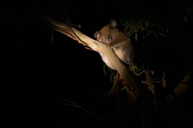 Sunset Nocturnal Adventure Tour - Quick hits: what makes this tour work
