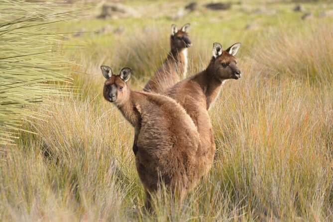 Sunset Nocturnal Adventure Tour - Conservation impact: why your ticket helps more than you think