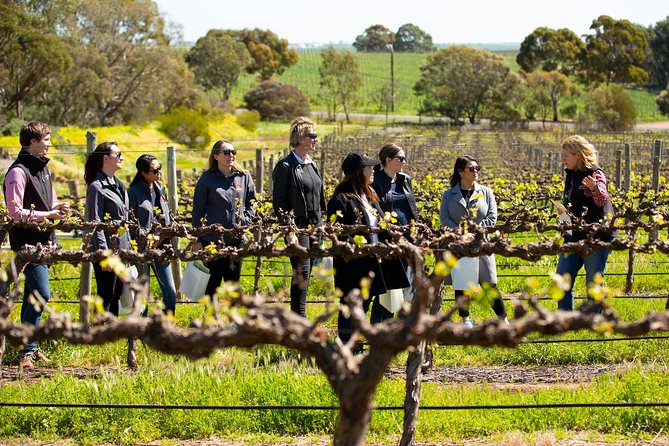 Walk, Taste, Graze - Experience at Pindarie - Schoff’s Hill Walk: The 360° Reward (and a Look at the Farm)