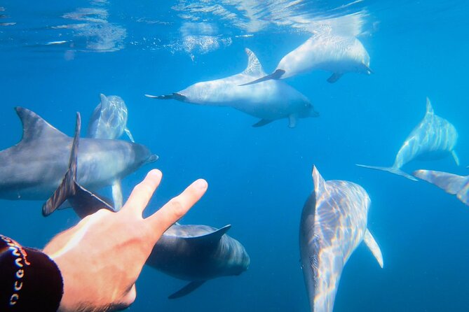 Wild Dolphin Swim Cruise - Key things I’d bookmark before you go