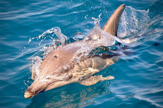 Wild Dolphin Swim Cruise - Setting Off From Glenelg: Your Morning Start Matters