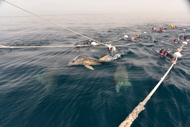Wild Dolphin Swim Cruise - Marine Biologists on Board: The Commentary Adds Real Value