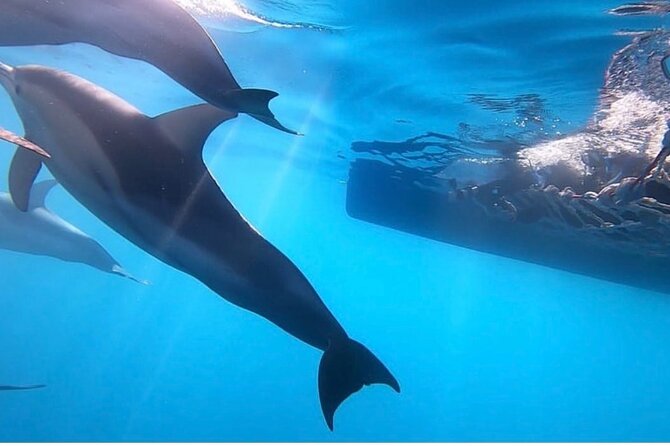 Wild Dolphin Swim Cruise - Holdfast Shores Dolphin Watching: Why a Cruise Works Better Than a Spot