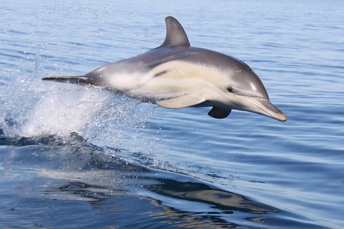 Wild Dolphin Watch in Glenelg - Key things to know before you go