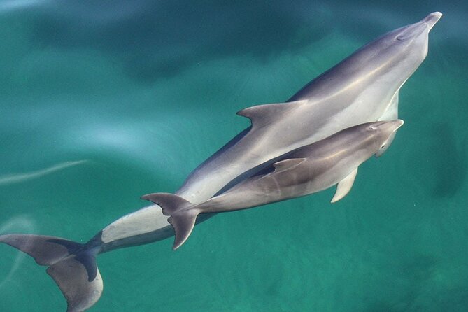Wild Dolphin Watch in Glenelg - Price and timing: the 8:00 am start and what 4 hours buys you
