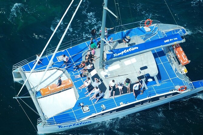 Wild Dolphin Watch in Glenelg - Dolphins at the bow: what to watch for when they swim close
