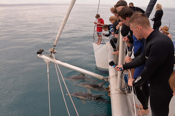 Wild Dolphin Watch in Glenelg - Where to meet at 1 Holdfast Promenade (and how to arrive without stress)