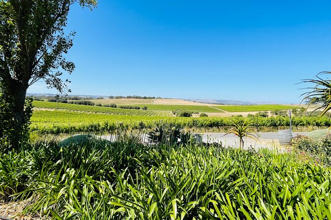 Wine Tasting and Lunch Private Tour in McLaren Vale - Price and value: what $178.59 per person really covers
